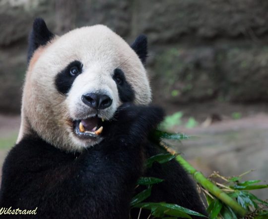 Panda is a bear that live exclusively in China