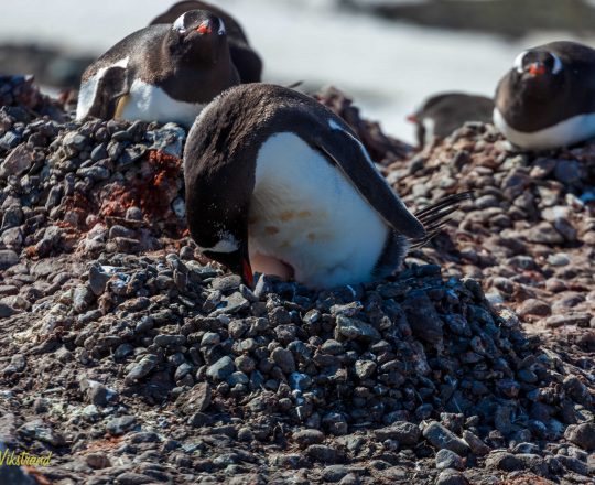 Gentoo penguins on their nest