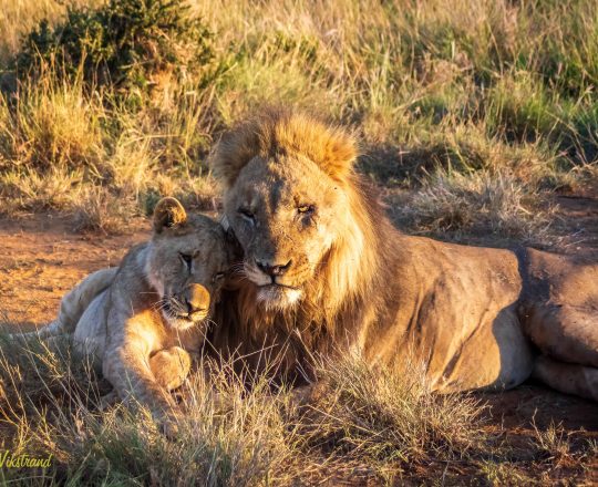 Male lion and cub have a nice time together