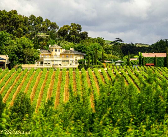 Winery in Stellenbosch